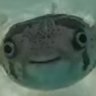 Dougal's profile picture