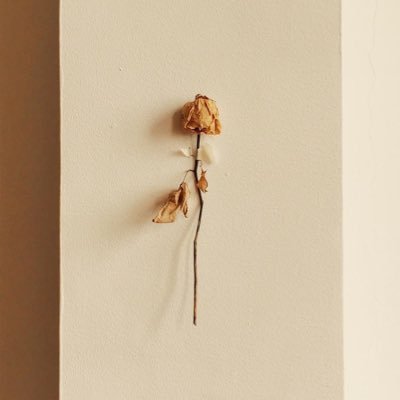 Oasis's profile picture