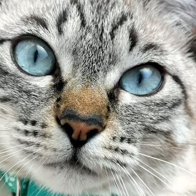 毛だらけ🐈🐈🐈's profile picture