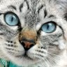 毛だらけ🐈🐈🐈 profil fotoğrafı
