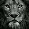 Ahmed Khalifa's profile picture