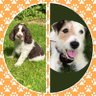 EDDIE Heir 2 AdsDogCharlie profil fotoğrafı