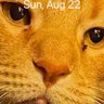 Linda Linda 🇺🇲🇺🇦🇨🇦🐱🌊's profile picture
