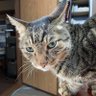 猫のいびき 的头像