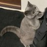 ソフビ太郎 的头像