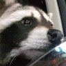 Blacktl 🦝's profile picture