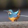 Фото профиля Giotto Wong