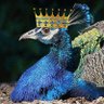 Profilbild von IV Pegues