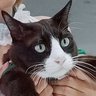 Ccat profil fotoğrafı