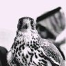 Profilbild von 𝓜𝓪𝓳𝓲𝓭 𝓐𝓵 𝓢𝓪𝓴𝓱𝓻𝓮