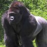 AMC APE profil fotoğrafı