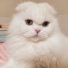 とんちゃん(陽) profil fotoğrafı