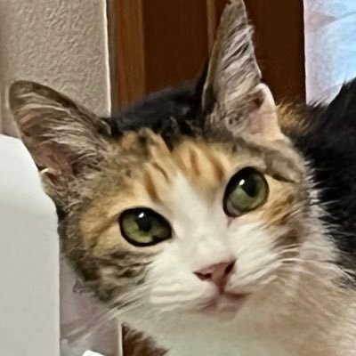 tabinekocat's profile picture