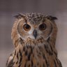 luker profil fotoğrafı