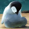 コタニ profil fotoğrafı