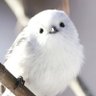 ぐらきゅ~ profil fotoğrafı