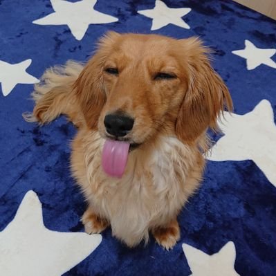 NOBU CHOCO's profile picture