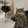 Monsieur Regius's profile picture