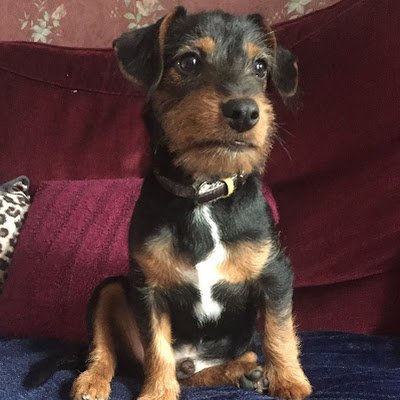 dog_head's profile picture