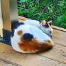 どらさわ's profile picture