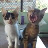 ▪︎■□ I am cat □■▪︎ 🇹🇭 的头像