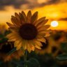 Фото профиля Sunflower from Ukraine