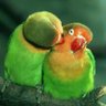 Amar amor's profile picture