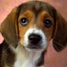 Fauci’s Hooded Beagle's profile picture