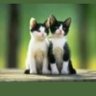 Edi Keceput 2 profil fotoğrafı