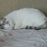 asli profil fotoğrafı