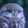 鎌田保子@牧 profil fotoğrafı