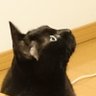 くろにゃ's profile picture