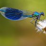 Profilbild von Dragonfly