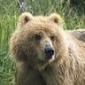 A Bear's profile picture