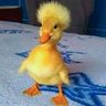 vish profil fotoğrafı
