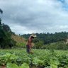 Cruzeiro y Cumbia profil fotoğrafı