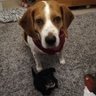 Фото профиля Toby The Beagle 🌈 & Kiki