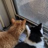NatsCats 😻🌴✌️🍹🌊⚛️ 🦋 的头像