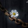 إم البراء 的头像