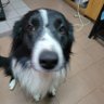 Sierra profil fotoğrafı