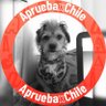 Фото профиля Panchita #SoyDel38% ❤