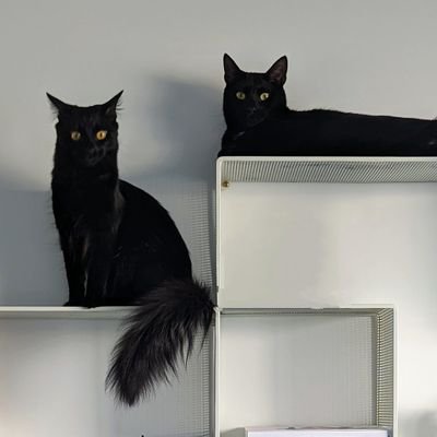bearmoablackcat's profile picture