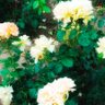 Фото профиля Giseueo