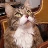 Jean Le Roux's profile picture