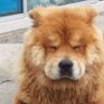 zibbon's profile picture