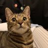 Profilbild von yuka 🇬🇧🐱