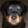 RottiWild's profile picture