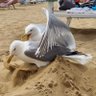 Mares profil fotoğrafı