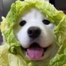 CHEN's profile picture
