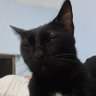 Lyss profil fotoğrafı